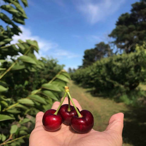 National Cherry Festival - Kempsey Accommodation 0