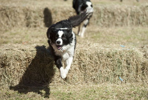 Great Nundle Dog Race - Kempsey Accommodation 0