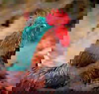 Nimbin Show - Kempsey Accommodation