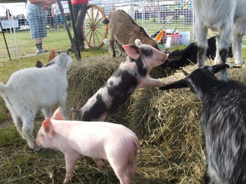 Primex Field Days - Online Virtual Event - Kempsey Accommodation 2