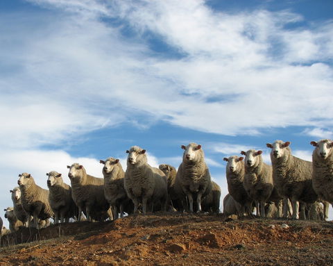 Annual Bredbo Sheep Dog Trials - Kempsey Accommodation 0
