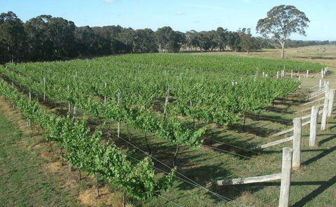 Yarralaw Springs Wines  - Cellar Door Wine Tasting - Kempsey Accommodation 1
