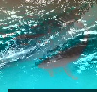 Ningaloo Lodge Exmouth - Kempsey Accommodation