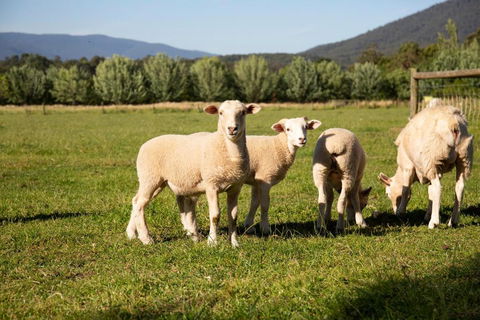 Harvest Farm - Kempsey Accommodation 3