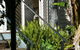 Edwards Rose - thumb 6