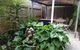 Edwards Rose - thumb 7