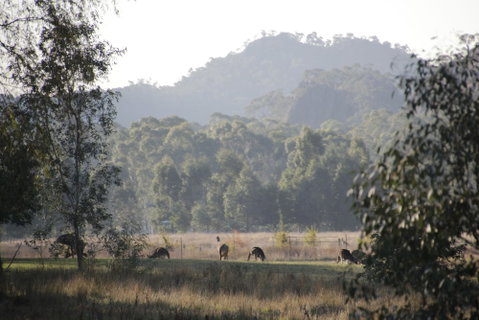 Dacelo - Kempsey Accommodation 0