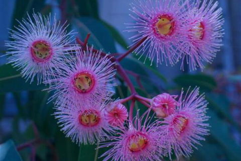 Brisbane Milton Bed & Breakfast - Kempsey Accommodation 4
