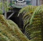 The Wombat Cottage - Kempsey Accommodation