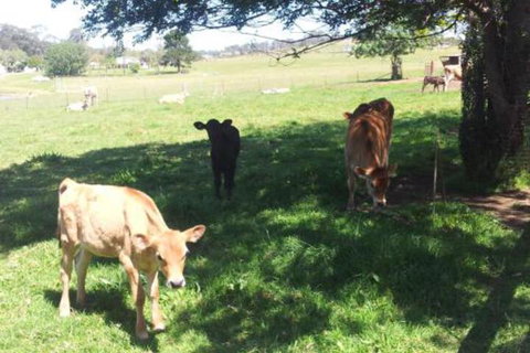 Appin Homestay B & B - Kempsey Accommodation 2