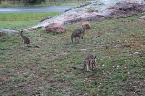 Zuny Yurt - Kempsey Accommodation 3