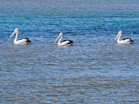 Oaks The Entrance Waterfront Suites - Kempsey Accommodation 5