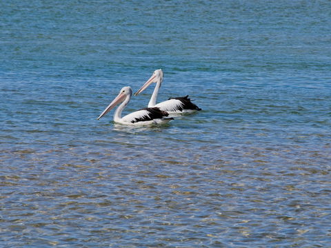Oaks The Entrance Waterfront Suites - Kempsey Accommodation 3