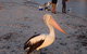 Selene Holiday Apartment AtWest Beach - thumb 6