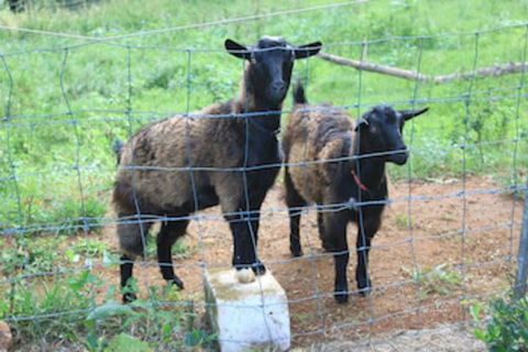 Alstonville Country Cottages - Kempsey Accommodation 0