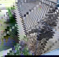 Swan Lake Guest House - Kempsey Accommodation