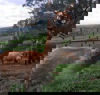 Morella Farm Stay - Kempsey Accommodation