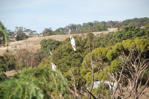 Mancuso Country Cottage Retreat - Kempsey Accommodation 6