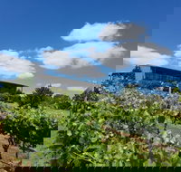 Traralgon Vineyard - Kempsey Accommodation