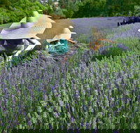 Lavandula Swiss Italian Farm - Kempsey Accommodation