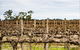 The Blok Coonawarra - thumb 1