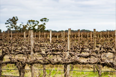The Blok Coonawarra - Kempsey Accommodation 1