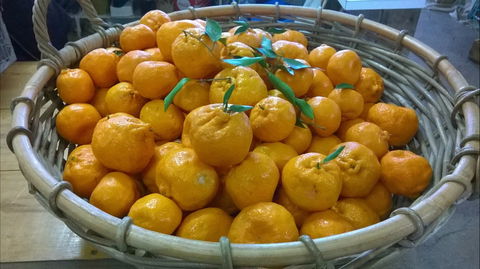 Hillside Harvest - Kempsey Accommodation 1