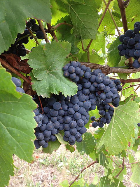 Marcus Hill Vineyard - Kempsey Accommodation 0