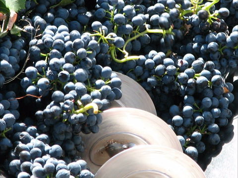 Orange Mountain Wines - Kempsey Accommodation 2