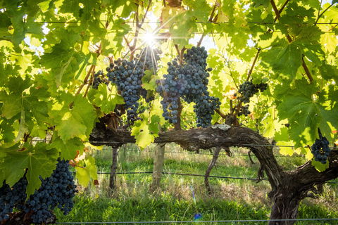 Ross Hill Wines - Kempsey Accommodation 1