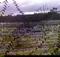 Darlington Vineyard - Kempsey Accommodation