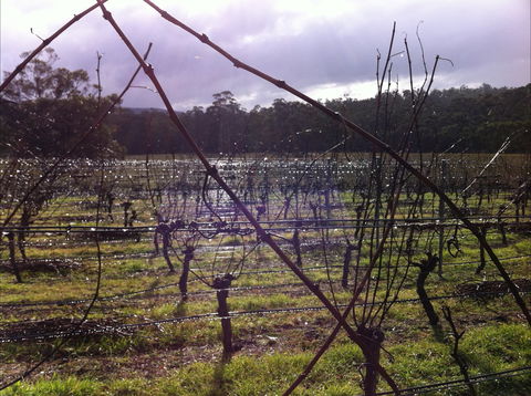 Darlington Vineyard - Kempsey Accommodation 0