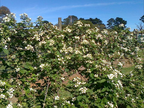 Huntley Berry Farm - Kempsey Accommodation 0