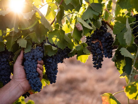 Printhie Wines - Kempsey Accommodation 2