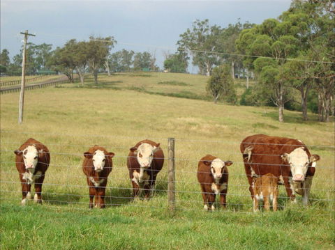 Langdale Farm - Kempsey Accommodation 1