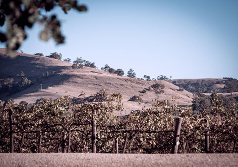 Liebichwein - Kempsey Accommodation 2