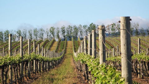 Philip Shaw Wines - Kempsey Accommodation 1