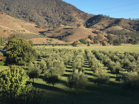 The Pressing Shed Cafe & Restaurant At Nullamunjie Olive Groves - Kempsey Accommodation 2