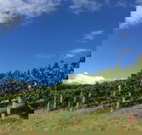 Freycinet Vineyard - Kempsey Accommodation
