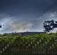 Dalrymple Vineyards - Kempsey Accommodation