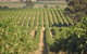 John Gehrig Wines Rutherglen - thumb 2
