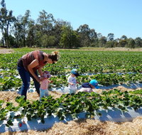 The Big Strawberry - Kempsey Accommodation