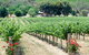 Seize The Day Wines - thumb 2