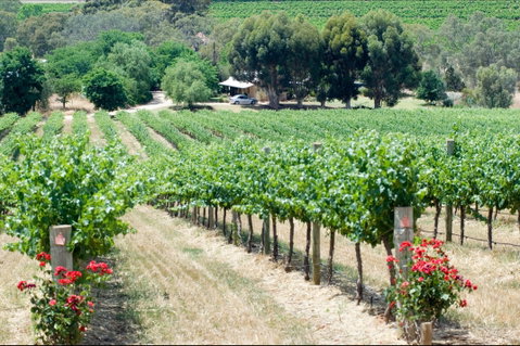 Seize The Day Wines - Kempsey Accommodation 2