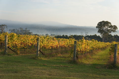 Rusty Fig Wines - Kempsey Accommodation 1