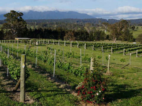 Rusty Fig Wines - Kempsey Accommodation 2