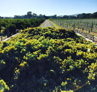 Willows Vineyard - Kempsey Accommodation