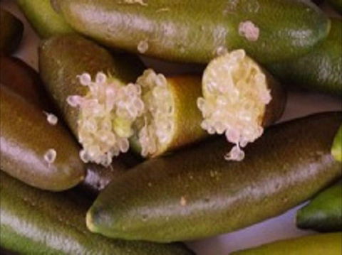 Sandy Creek Olives And Finger Limes - Kempsey Accommodation 0