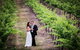 Mount Broke Wines Restaurant - thumb 3