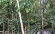 High Falls Tropical Restaurant - thumb 2